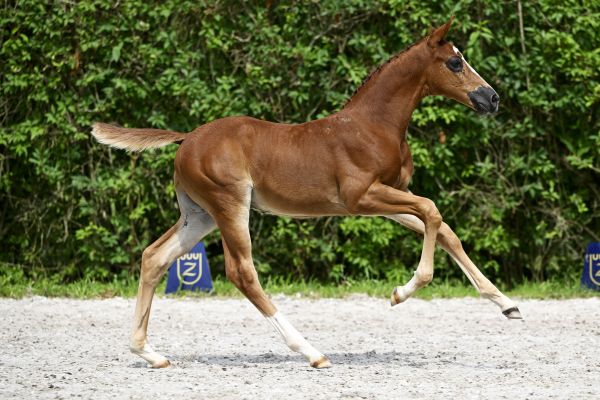 Zangersheide Online Auction - Foals Sired by Zangersheide Zangersheide Online Auction - Foals Sired by Zangersheide